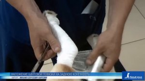Наложение бинтовой повязки на заднюю конечность