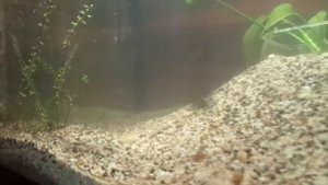 Перезапуск аквариума. Бактериальная вспышка.