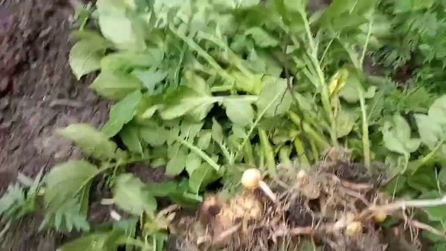 23.06.22 идём копать картошку ? смотреть онлайн