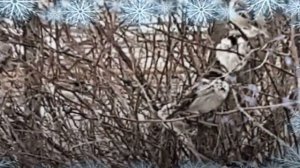 ПОЕТ ЗИМА, АУКАЕТ.  Хор "СЕРГИЕВ ПОСАД"