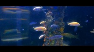 Хургада аквариум 2021. Hurghada grand aquarium 2021