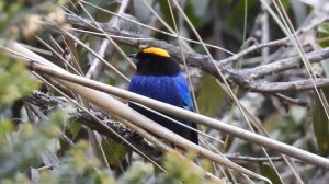 Golden crowned Tanager / Birds of Colombia