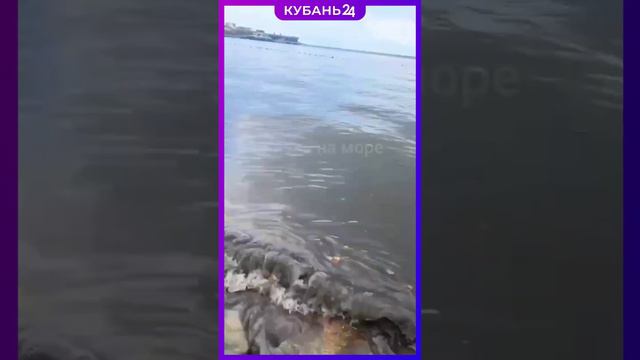 В Геленджике Черное море стало по-настоящему черным