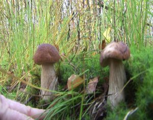 Приключения на грибной разведке