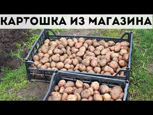 Можно ли посадить дешевую картошку купленную в пятерочке? Что вырастет с картошки из магазина?