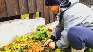 Вышли из дома и не поверили глазам! Столько грибов во дворе наросло за одну ночь!