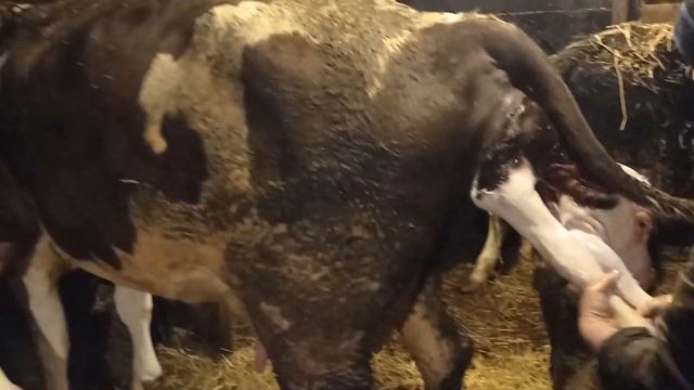 отел 2022 симментальская черно-пестрая смотреть онлайн