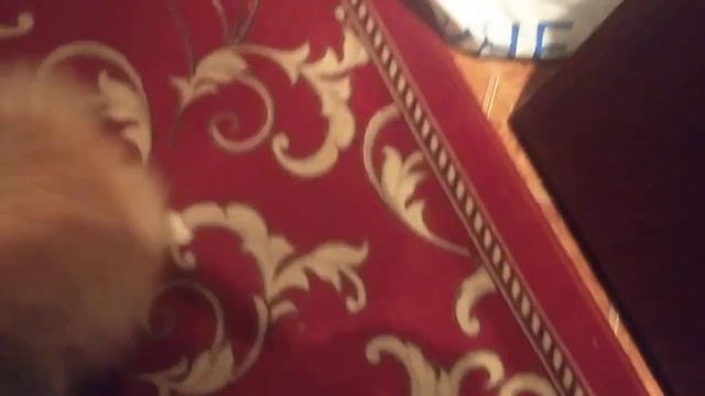 Блог моего четырёхлапого друга смотреть онлайн