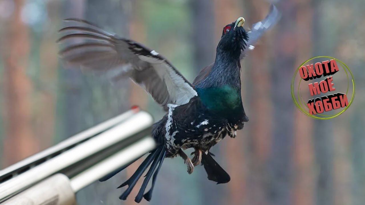 ОХОТА НА ГЛУХАРЯ смотреть онлайн