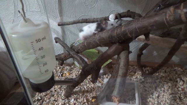 Большая опухоль у мышки малютки (3 плохие новости в одном видео) смотреть онлайн