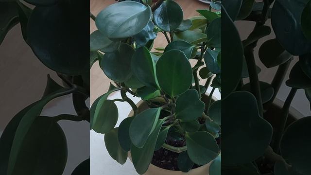 🌿PEPEROMIA ÇİÇEĞİ BAKIM, ÇOĞALTMA, YAPRAKLARI VE TOPRAĞI İÇİN VERDİĞİM KÜR  #çiçekkürü смотреть онлайн