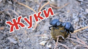 Жуки. Навозные жуки
