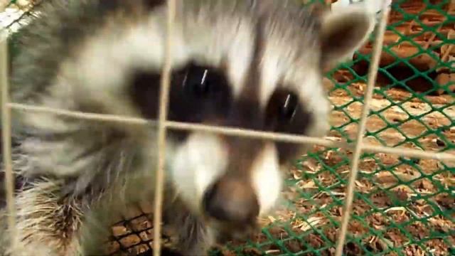 ЛУЧШЕЕ ВИДЕО В ПАНДЕМИЮ. МИЛЫЕ ОЧАРОВАТЕЛЬНЫЕ ЖИВОТНЫЕ ПРИКОЛЬНЫЕ ЕНОТЫ ЮМОР ДЛЯ ДЕТЕЙ И ВЗРОСЛЫХ ? смотреть онлайн