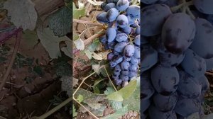 виноград новичок