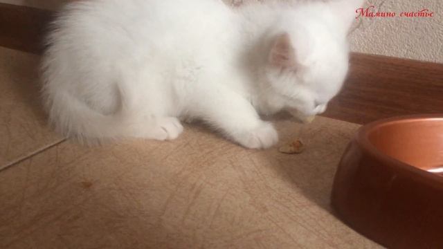 ХИЩНИК, отдай блин!!! Не узнаем Снежка! смотреть онлайн