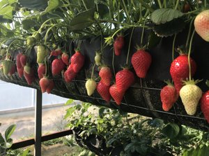 КЛУБНИКА на СТЕЛЛАЖАХ. Выращивание клубники на высоких грядках