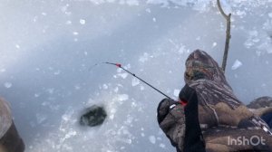 Ловля Крупной ПЛОТВЫ и ОКУНЯ в КОРЯЖНИКЕ где найти рыбу???