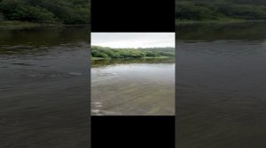 Река Уфа, 6 августа. 2023 Трофейная щука в заводи. смотреть до конца! 
#щука #трофей #рыбалка #уфа