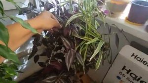 Обзор комнатных растений  Август 2023