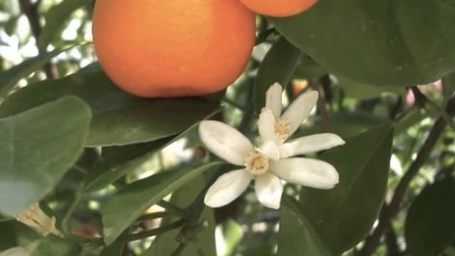 Citrus reticulata Mandarin Orange, Tangerine смотреть онлайн