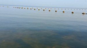 Медузы в Азовском море
сентябрь