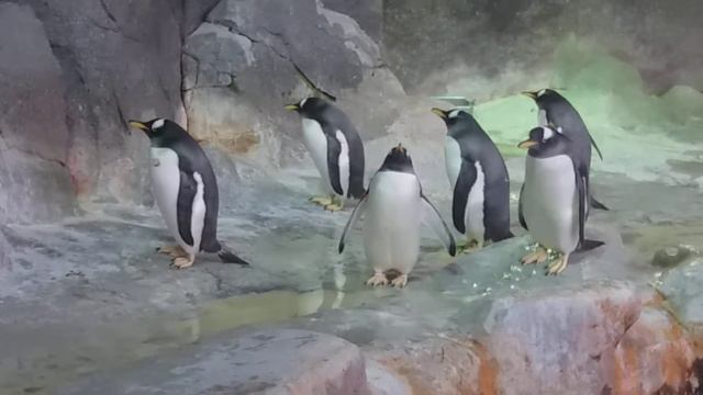 Приехали папуанские пингвины смотреть онлайн