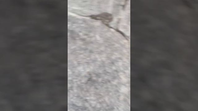 МОСКОВСКИЙ ЗООПАРК.2 часть #москва #московскийзоопарк #люблюмоскву смотреть онлайн