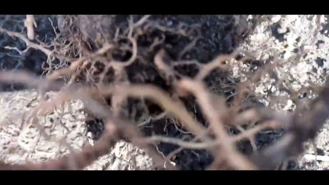 Однолетняя георгина перезимовала на подоконнике! смотреть онлайн