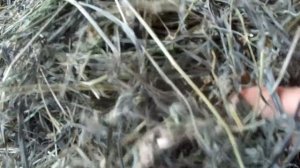 Сено сену рознь!!! Как выбрать сено, чтобы повысить удои. Как я кормлю зимой своих коров.