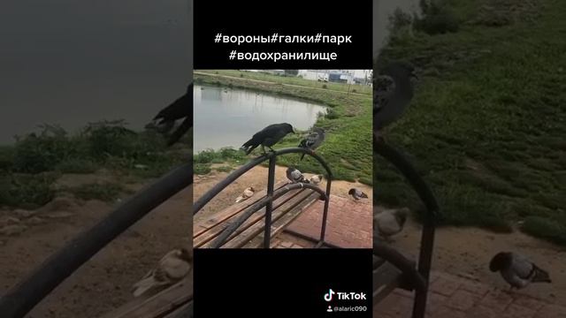 Птичья тусовка bird party