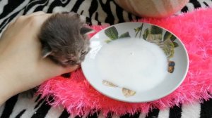 Первый прикорм котёнка. Как и чем кормить новорождённого котёнка.#коненок #кормление