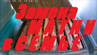 Майский отводок Бакфаст.Замена матки.Быстро,просто.Лечение от Варроатоза.