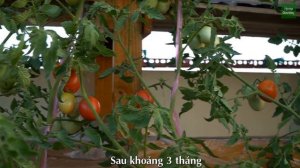 3 Cách Dễ Nhất Để Trồng Cà Chua Tại Nhà | 3 Easiest Ways How To Grow Tomatoes At Home