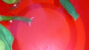 Аптения Выращивание, Первые коршки спустя 7 дней