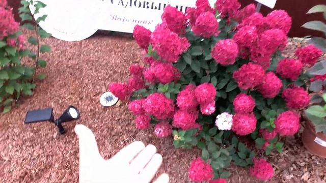 ?Настоящий хит всех времён Гортензия Самарская Лидия Rensum/Framboisine , ?лучший эксклюзив 2022г. смотреть онлайн