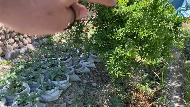 КОПДА КАРТОШКА ЕТИШТИРАЁТКАН АНДИЖОНЛИК БОЛЛАР @OybekKosimovuz смотреть онлайн