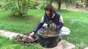 Сбор, хранение свеклы и получение ее семян