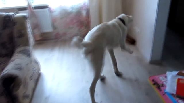 Алабайские игры смотреть онлайн