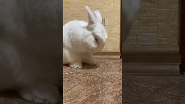 Милый кролик умывается ? #животные #кролик #bunny #rabbit #милыеживотные