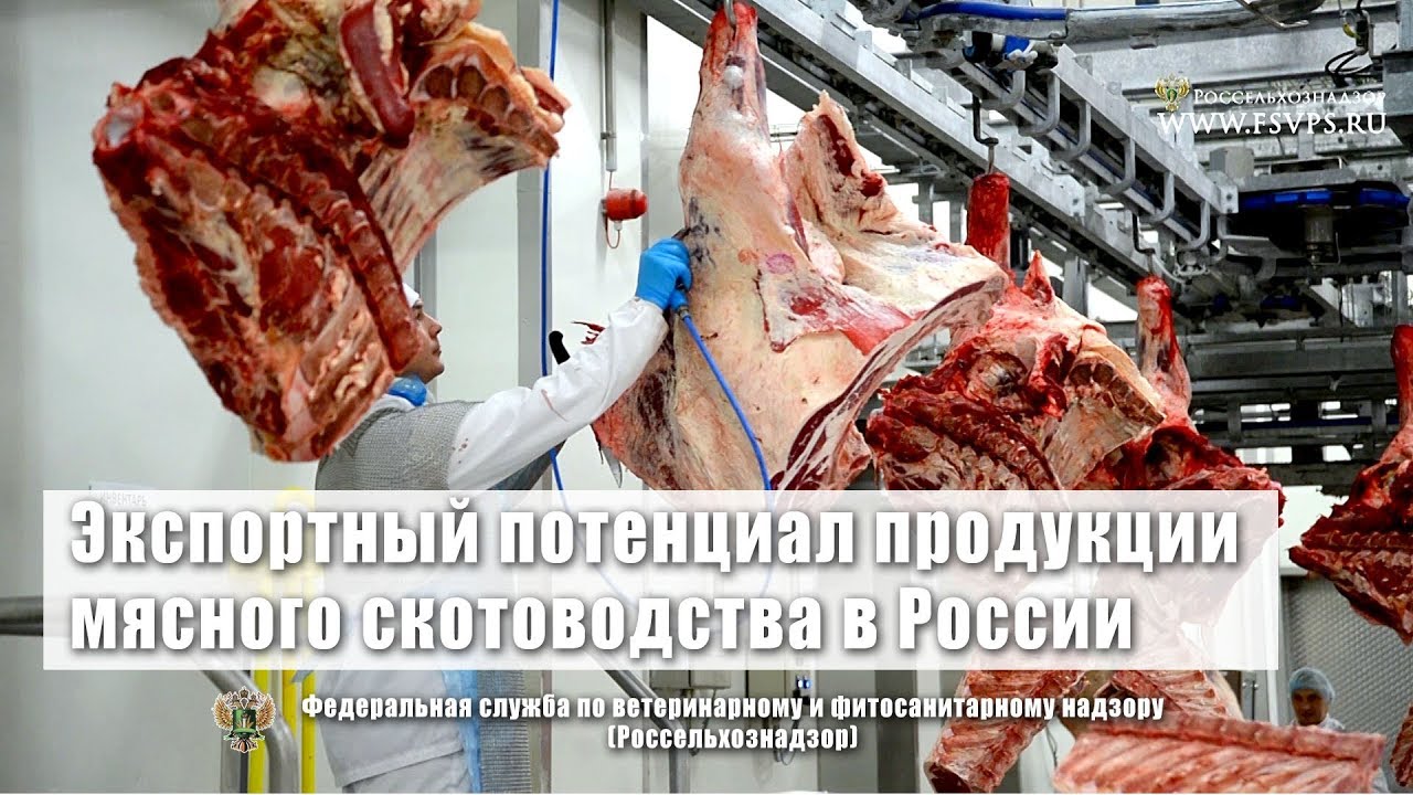 Экспортный потенциал продукции мясного скотоводства в России