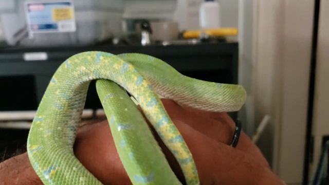 Green tree python update of 2019
