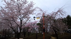 Цветение сакуры в ЮЖНОЙ КОРЕЕ. Парк UIWANG LAKE