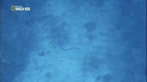 18.04.2016 Самые опасные животные  Водного Мира 2016