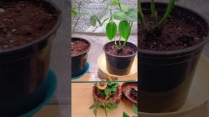 Сохранятся ли розы из Пятёрочки .      #розы    #пересадкацветов