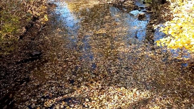 футаж осенние листья в воде смотреть онлайн