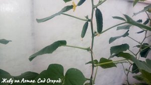 Огурцы Изумрудный поток, Зелёная лавина и Кураж в теплице.