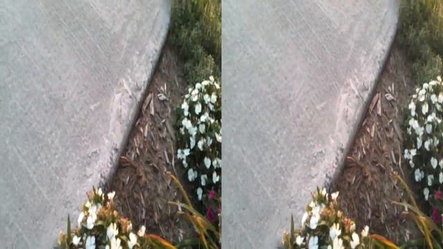 White-lines sphinx hummingbird moth columbia SD смотреть онлайн