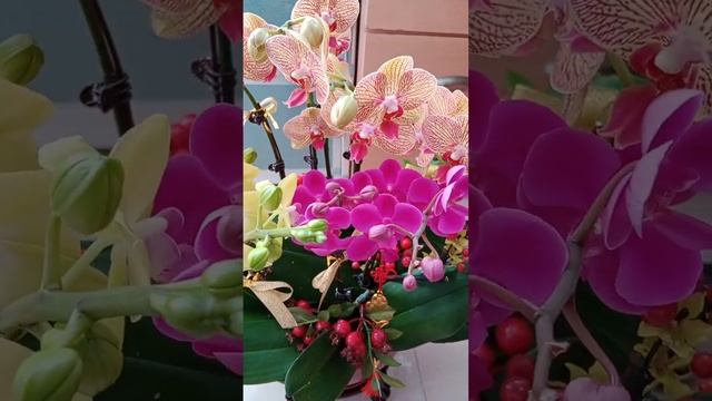 wow na wow Orchids, for Chinese New Year смотреть онлайн