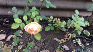 1ноября! Розы Остина на юге с фото, где посадить?!?отвечаю на вопросы?