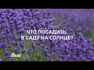 Что посадить в саду на солнце